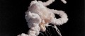 Challenger_explosion_T