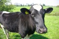 Dairy Cow