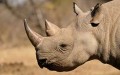 rhino-horn
