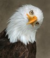 quizzicaleagle
