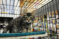 Mauch's Pet Superstore kitten