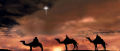 camels_teaser