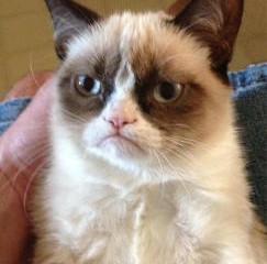 grumpy_cat-243x300