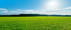 sunny-meadow_teaser-300x1291